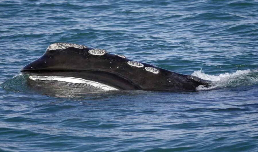 Por presencia de ballenas se detiene tráfico marítimo en Barcelona
