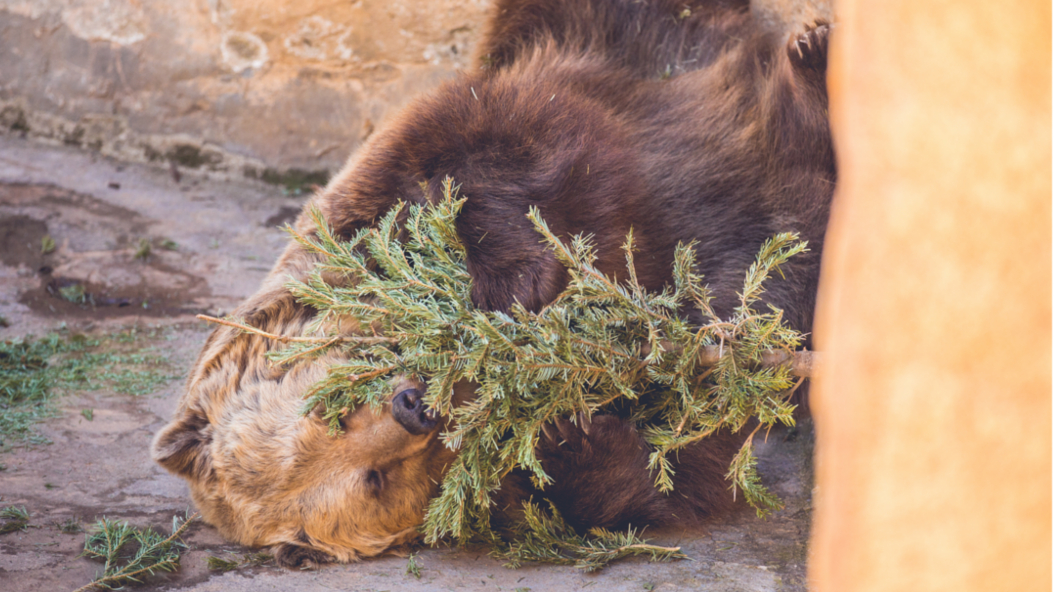 En Barcelona los abetos navideños son reciclados por osos del zoo