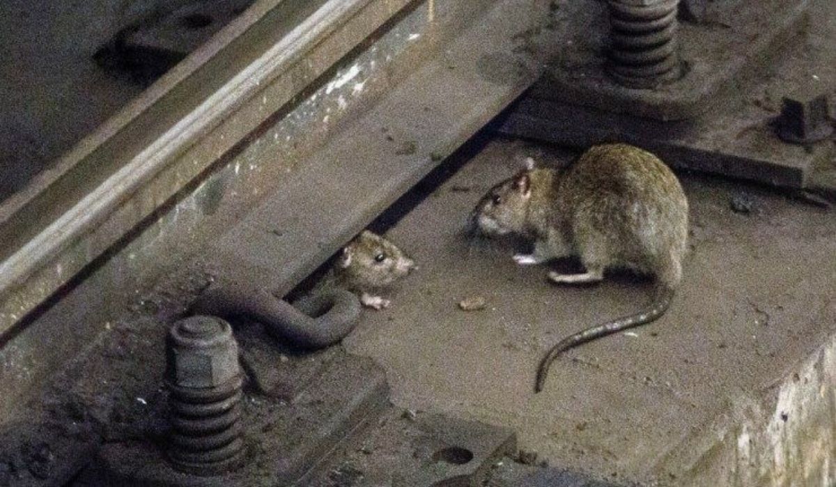 Estimated population of 259,000 rats in Barcelona's sewers