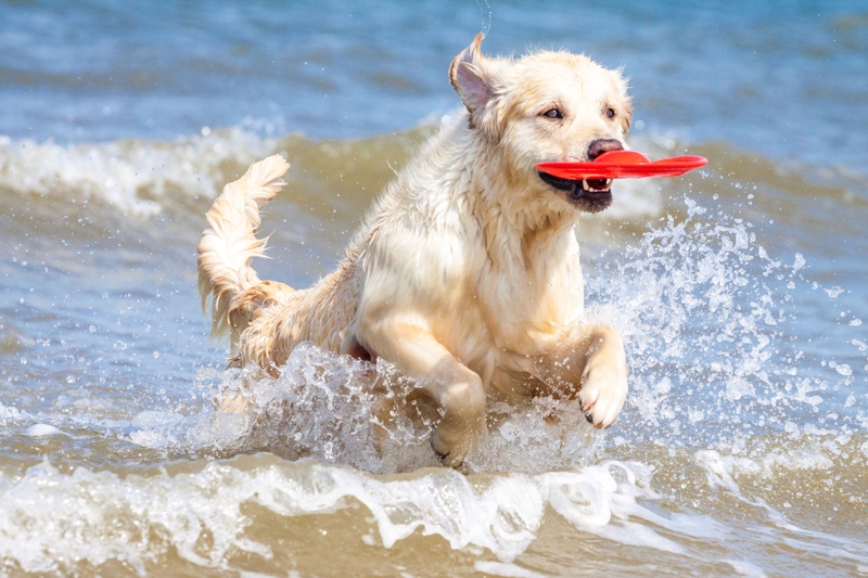 En Badalona se reclama una playa para perros