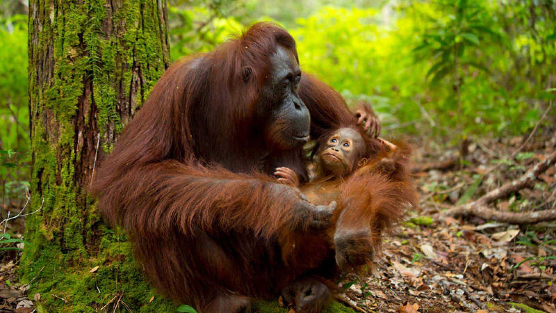 En el Zoo de Barcelona nace una cría de orangután en extinción
