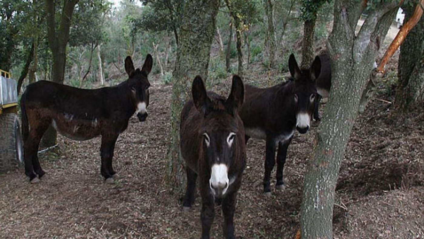 Once burros reduce el riesgo de incendio en Collserola