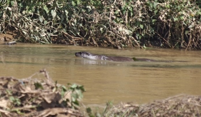 Resurgence of otters at the mouth of the Llobregat River