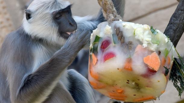 Los animales del Zoo ahora reciben helados para mitigar el calor