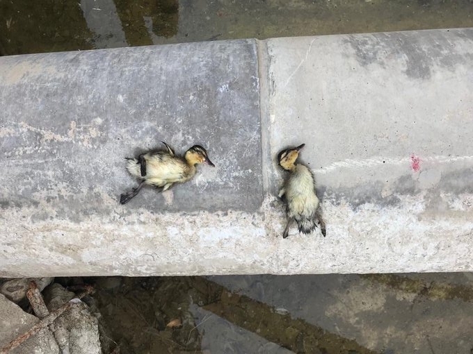 Morte di uccelli per botulismo aviario nel parco di Diagonal Mar