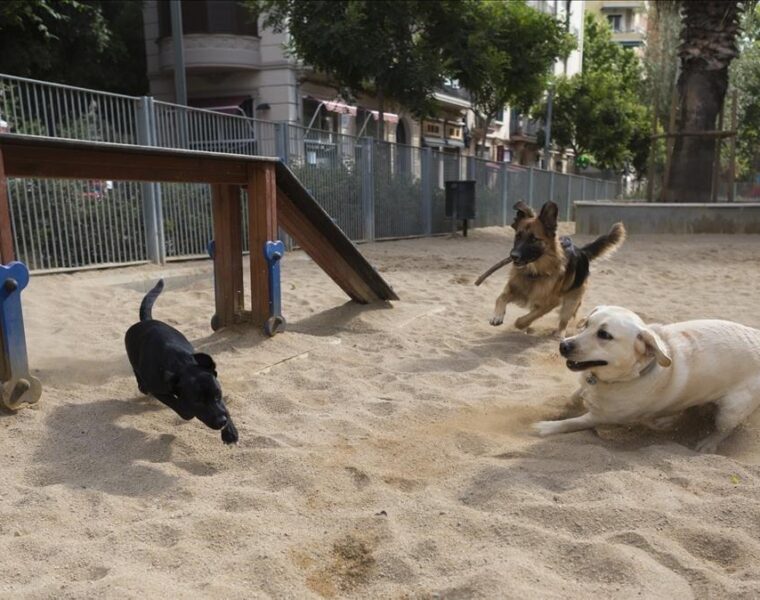 Habilitarán 100 zonas de Barcelona como parques para perros