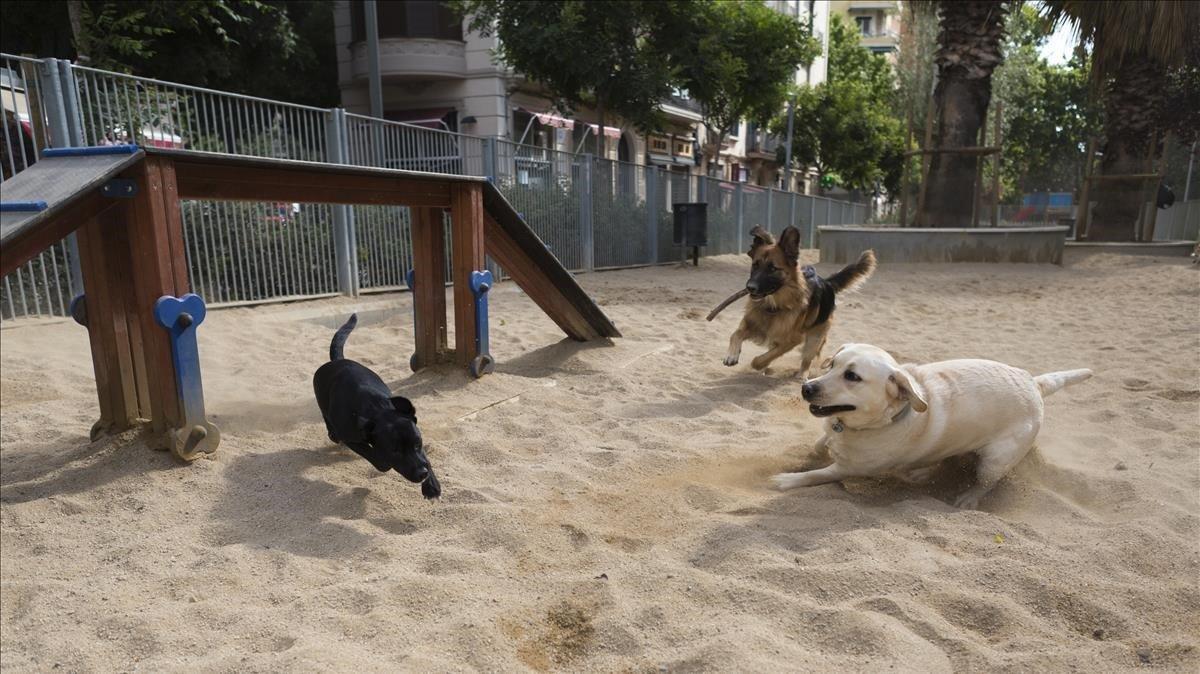 Habilitarán 100 zonas de Barcelona como parques para perros