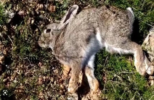 Más de una docena de conejos muertos en el Turó Parc de Barcelona