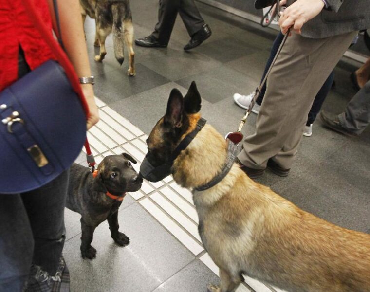 En horas punta los perros no pueden viajar en el metro de Barcelona