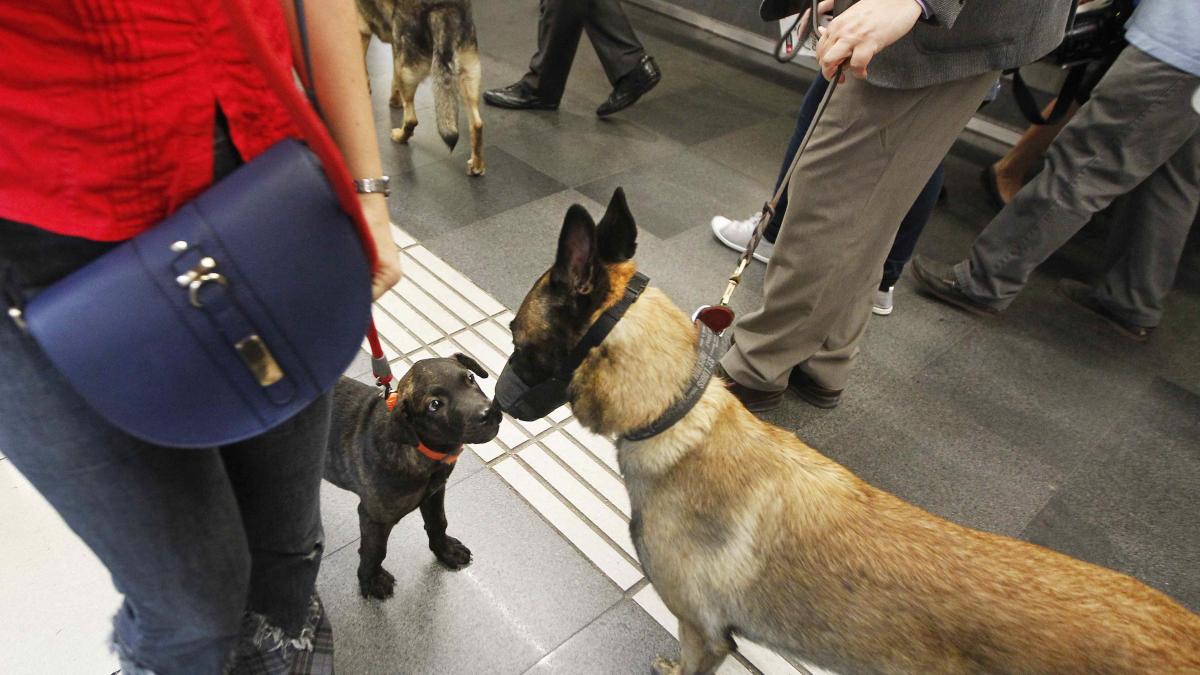 En horas punta los perros no pueden viajar en el metro de Barcelona