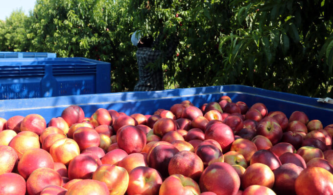 Aunque con sequía, supermercados tendrán fruta local para la venta