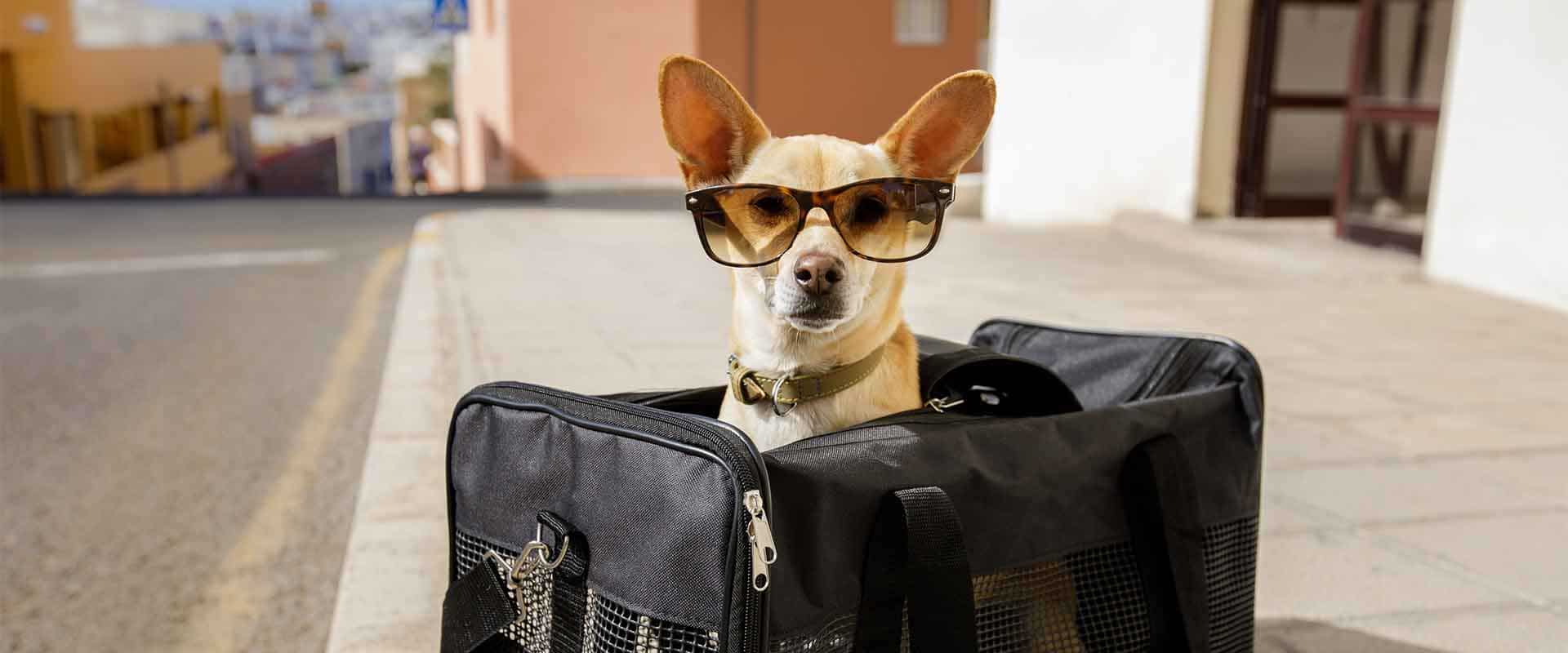 Escapadas pet-friendly por Cataluña: destinos ideales para viajar con tu perro