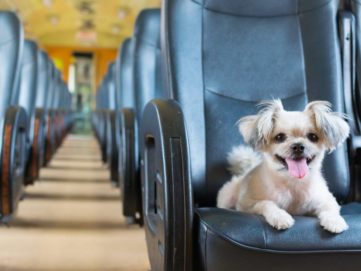 Si quieres viajar con tu perro en tren este verano, sigue las recomendaciones