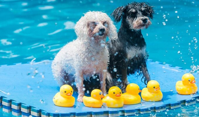 Aquapark canino en Barcelona: el único parque acuático para perros de Europa