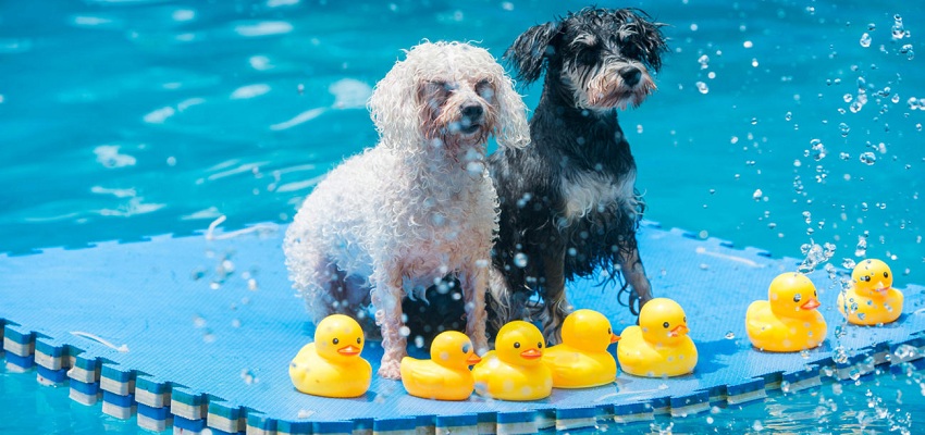 Aquapark canino en Barcelona: el único parque acuático para perros de Europa