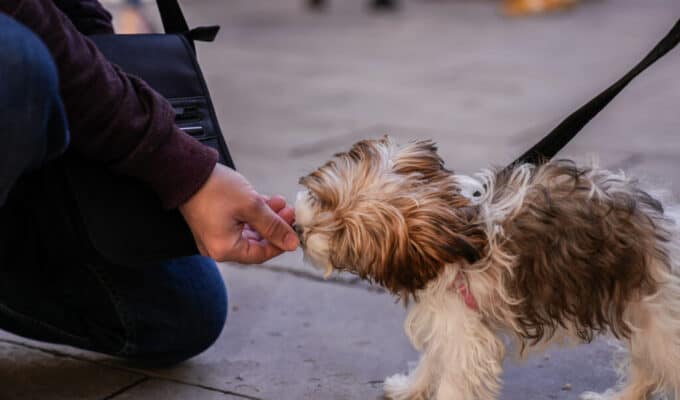 Ayuntamiento ofrece talleres gratuitos de educación canina