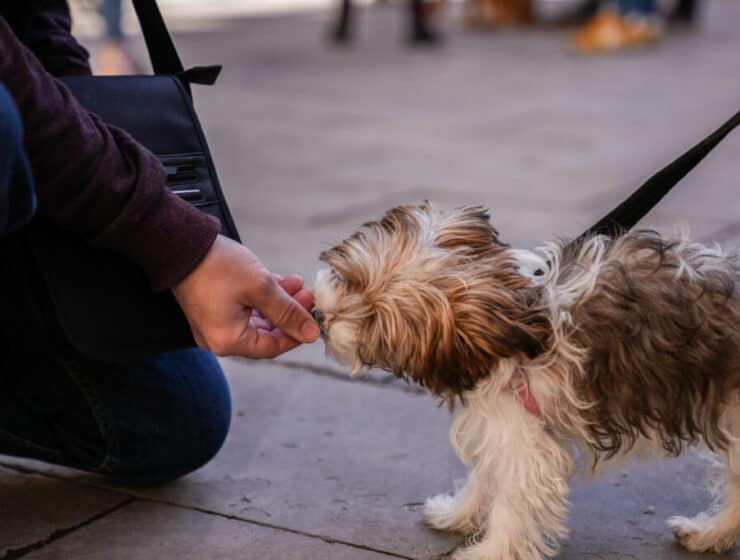 Ayuntamiento ofrece talleres gratuitos de educación canina