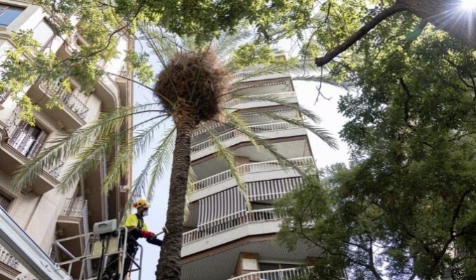 Más de 300 palmeras datileras taladas en la ciudad no se sustituirán aún por la sequía
