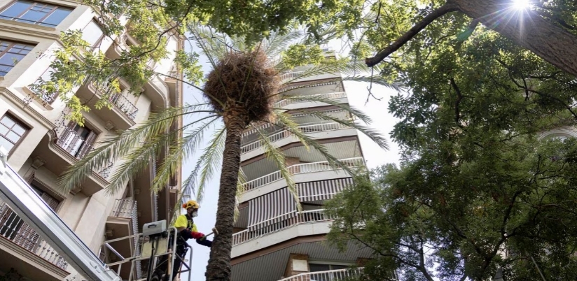 Más de 300 palmeras datileras taladas en la ciudad no se sustituirán aún por la sequía