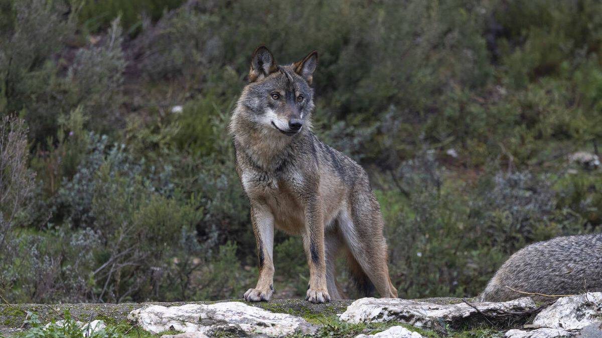 L'anno scorso, per la prima volta, è stato avvistato un lupo nei pressi di Barcellona.