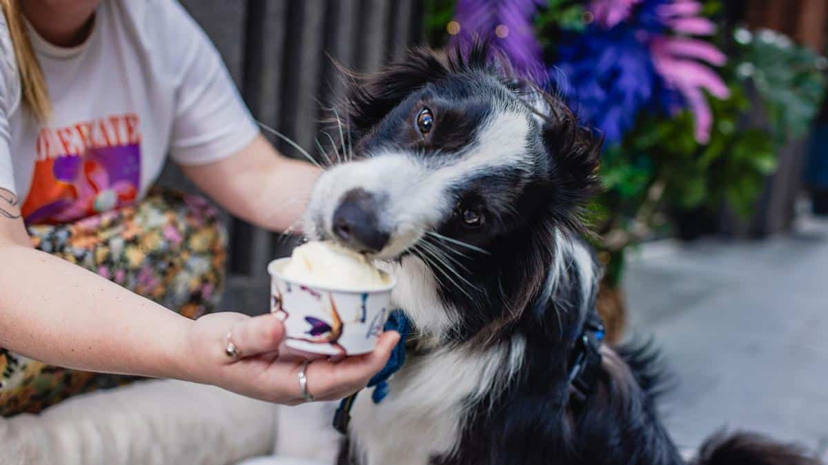 This ice cream shop prepares ice cream for dogs
