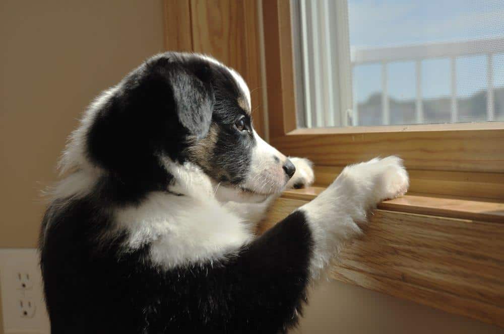 los border collies se sienten solos