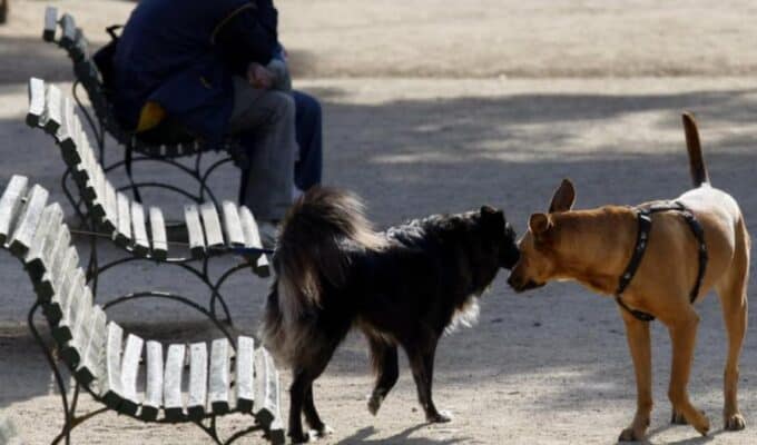 Multas por llevar perros sueltos en Barcelona: lo que necesitas saber