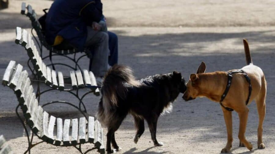Multas por llevar perros sueltos en Barcelona: lo que necesitas saber