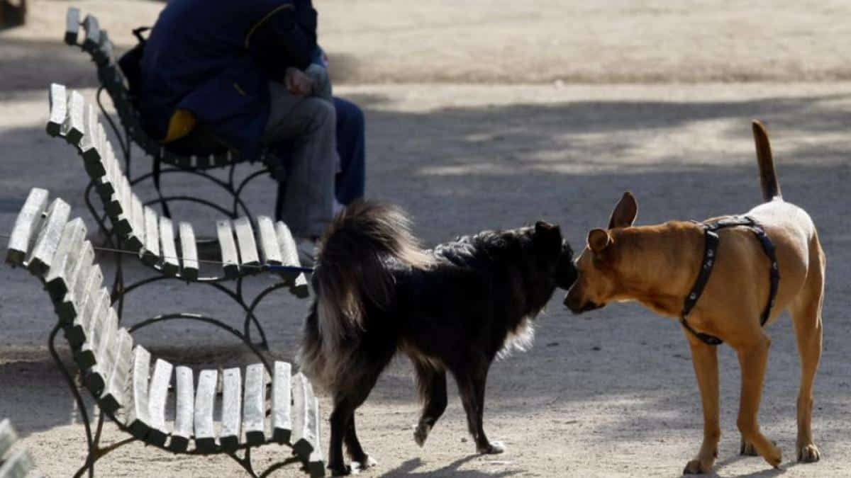 Fines for dogs running at large in Barcelona: what you need to know