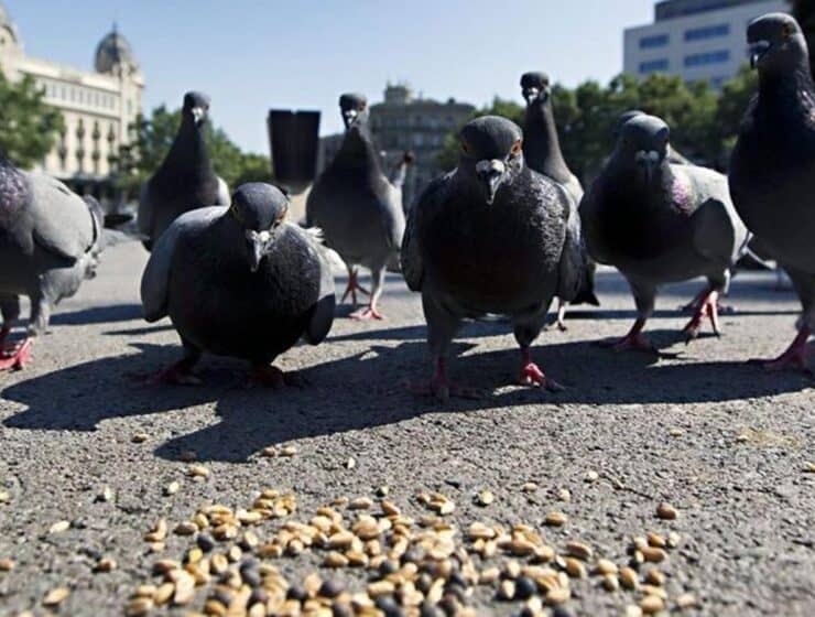 Barcelona busca reducir la población de palomas y se pide no darles de comer