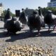 Barcelona busca reducir la población de palomas y se pide no darles de comer