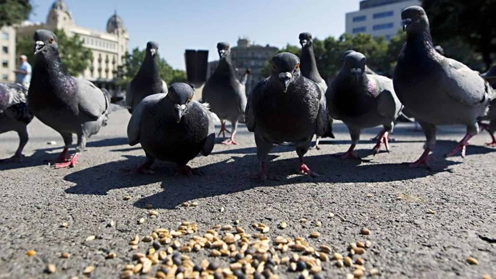 Barcellona cerca di ridurre la popolazione di piccioni e chiede di non dar loro da mangiare
