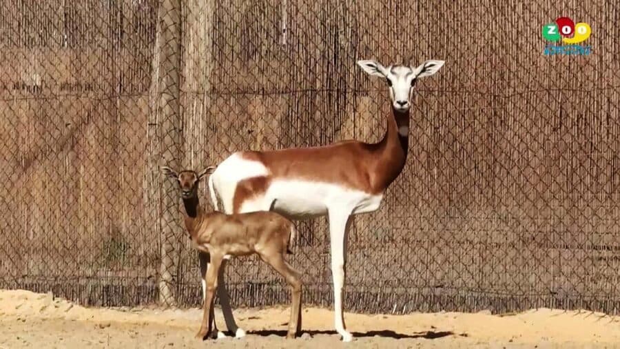 Nace una cría de Gacela Dama Mohor en el Zoo de Barcelona