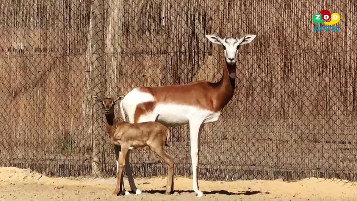Un cucciolo di gazzella Dama Mohor nasce allo zoo di Barcellona