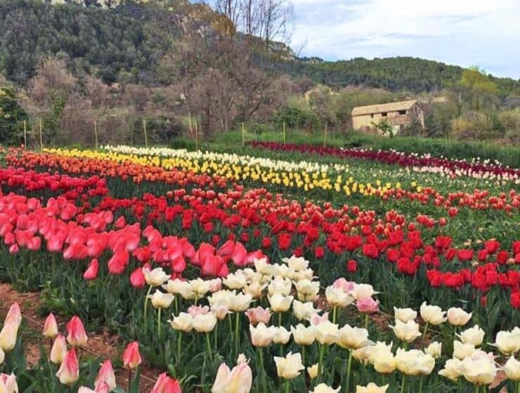Descubre el esplendor del jardín de los 100.000 tulipanes a una hora de Barcelona