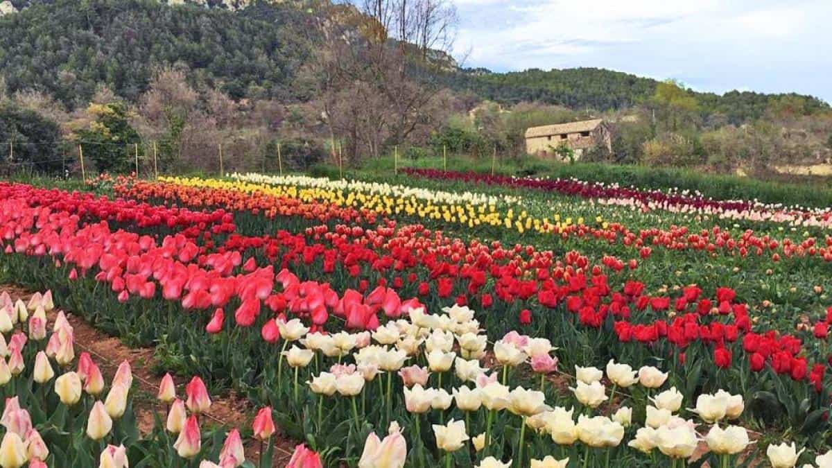 Discover the splendor of the garden of 100,000 tulips one hour from Barcelona.
