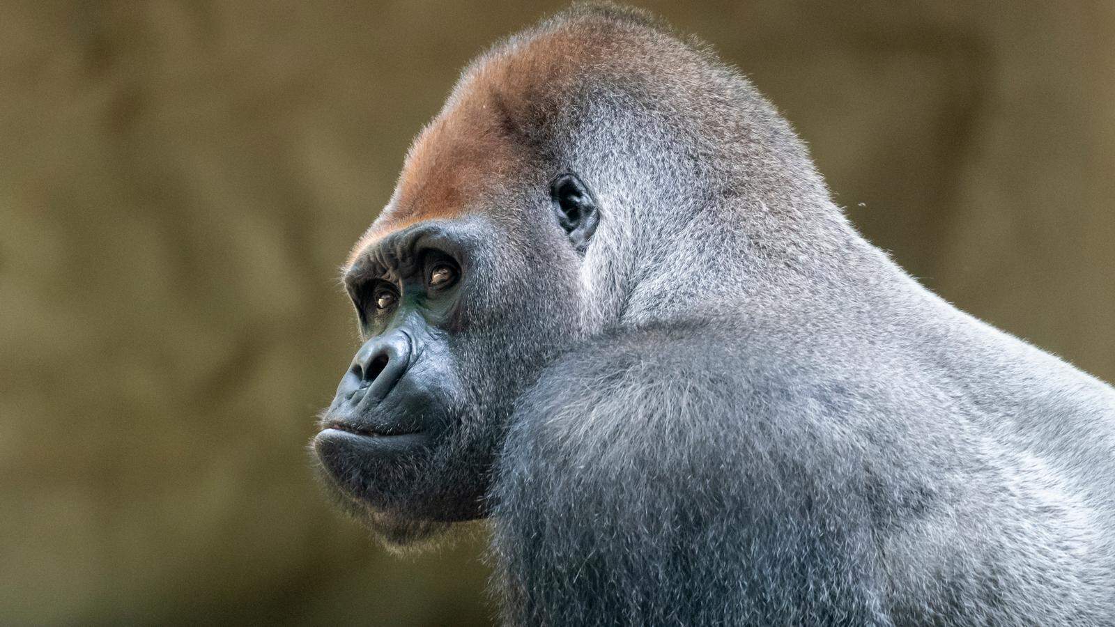 Xebo the gorilla dies at the Barcelona Zoo, endangered species