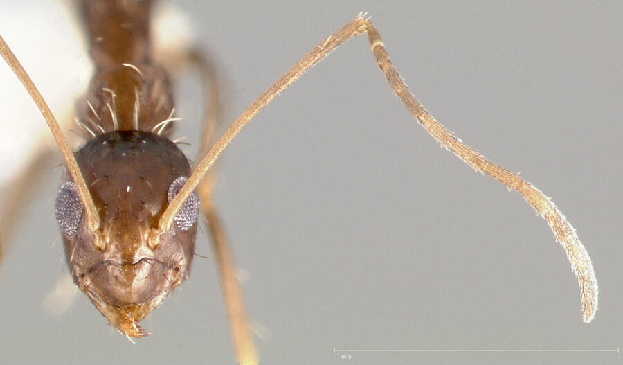 Barcelona en alerta por la invasión de "hormigas locas"