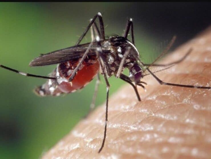 En alerta para combatir la proliferación del mosquito Tigre en Barcelona