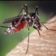 En alerta para combatir la proliferación del mosquito Tigre en Barcelona